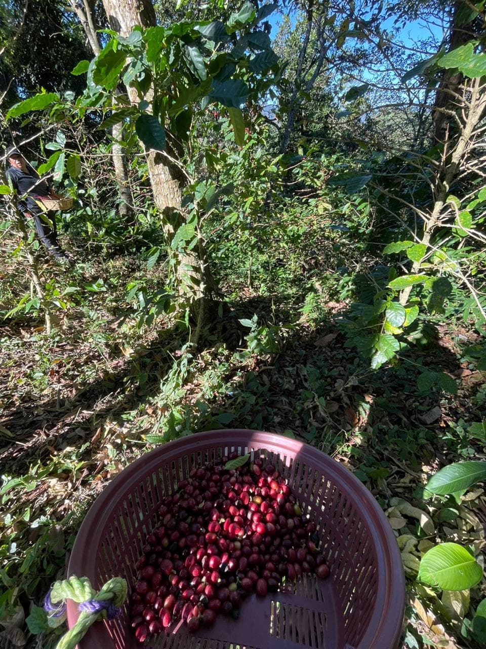 Coffee cupping session