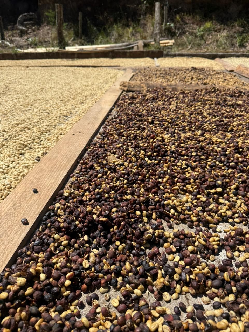 Coffee plantation in El Salvador