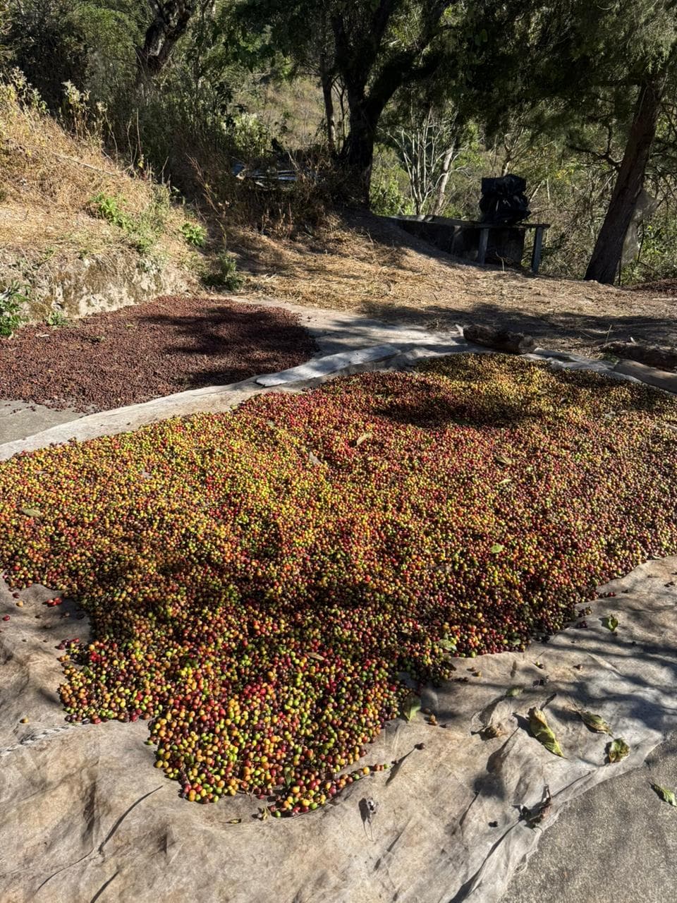 Coffee beans drying process